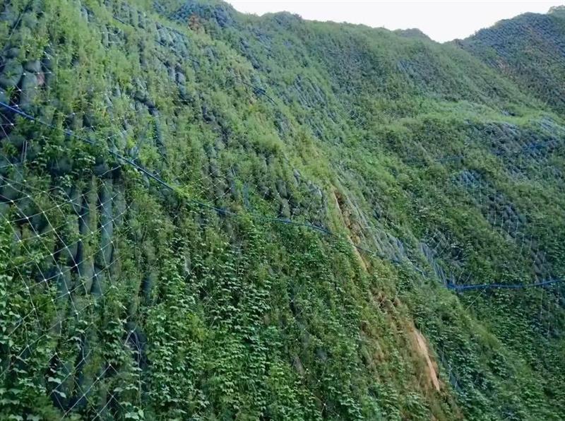 生态袋厂家_鸿跃环保