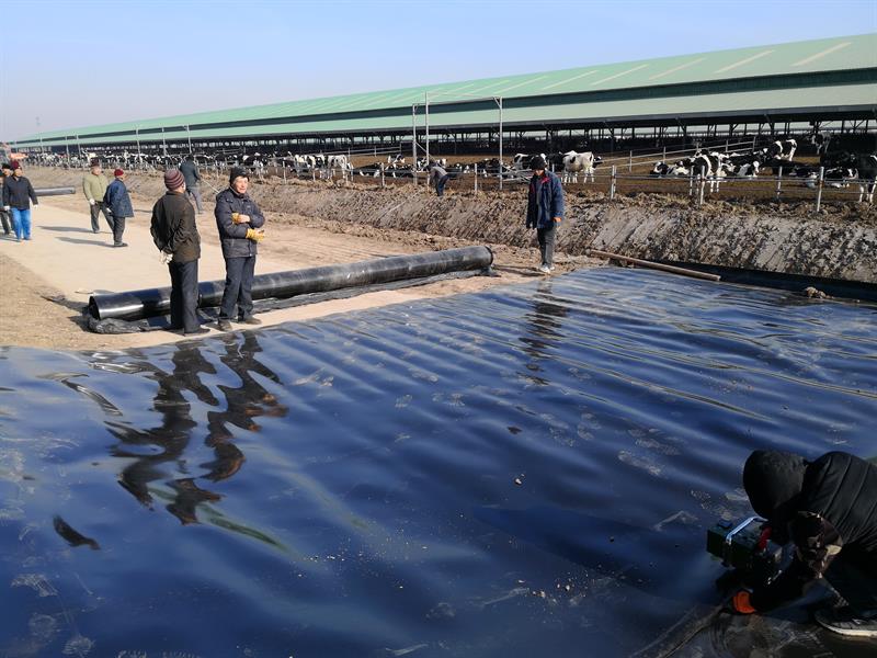 鱼塘土工膜实拍图5_厂家鸿跃环保
